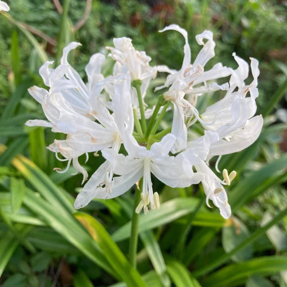 nerine-bowdenii-alba