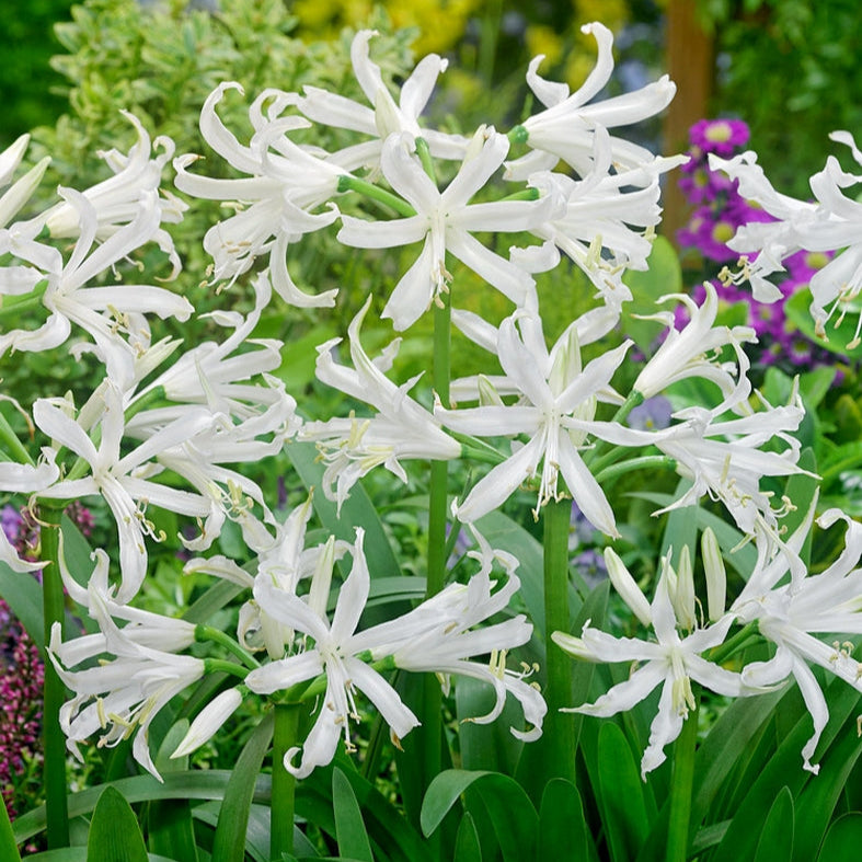 Nérine Bowdenii Blanc