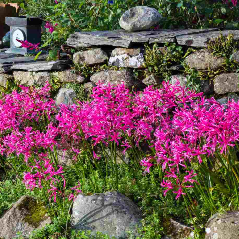 Nérine Bowdenii Rose