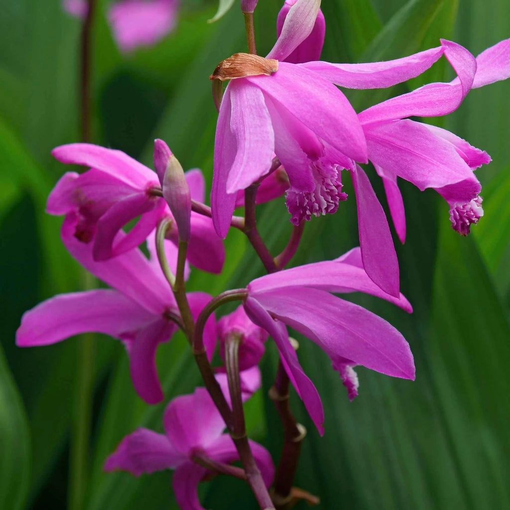 orchidée terrestre