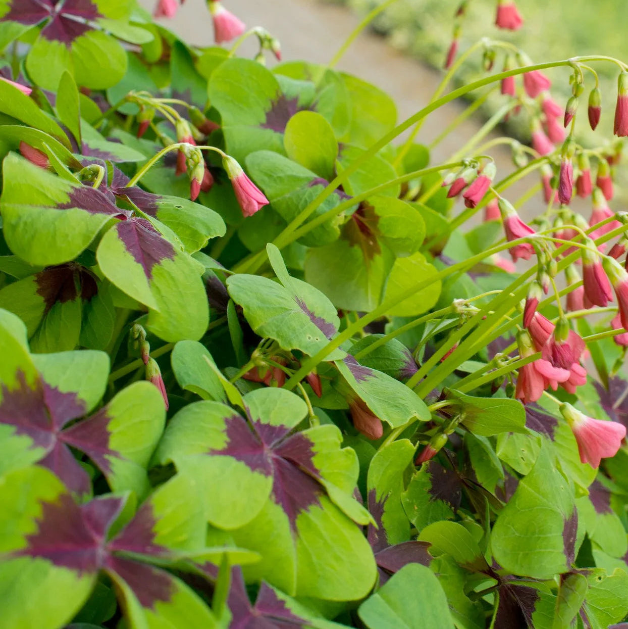 Oxalis Deppei Imagen