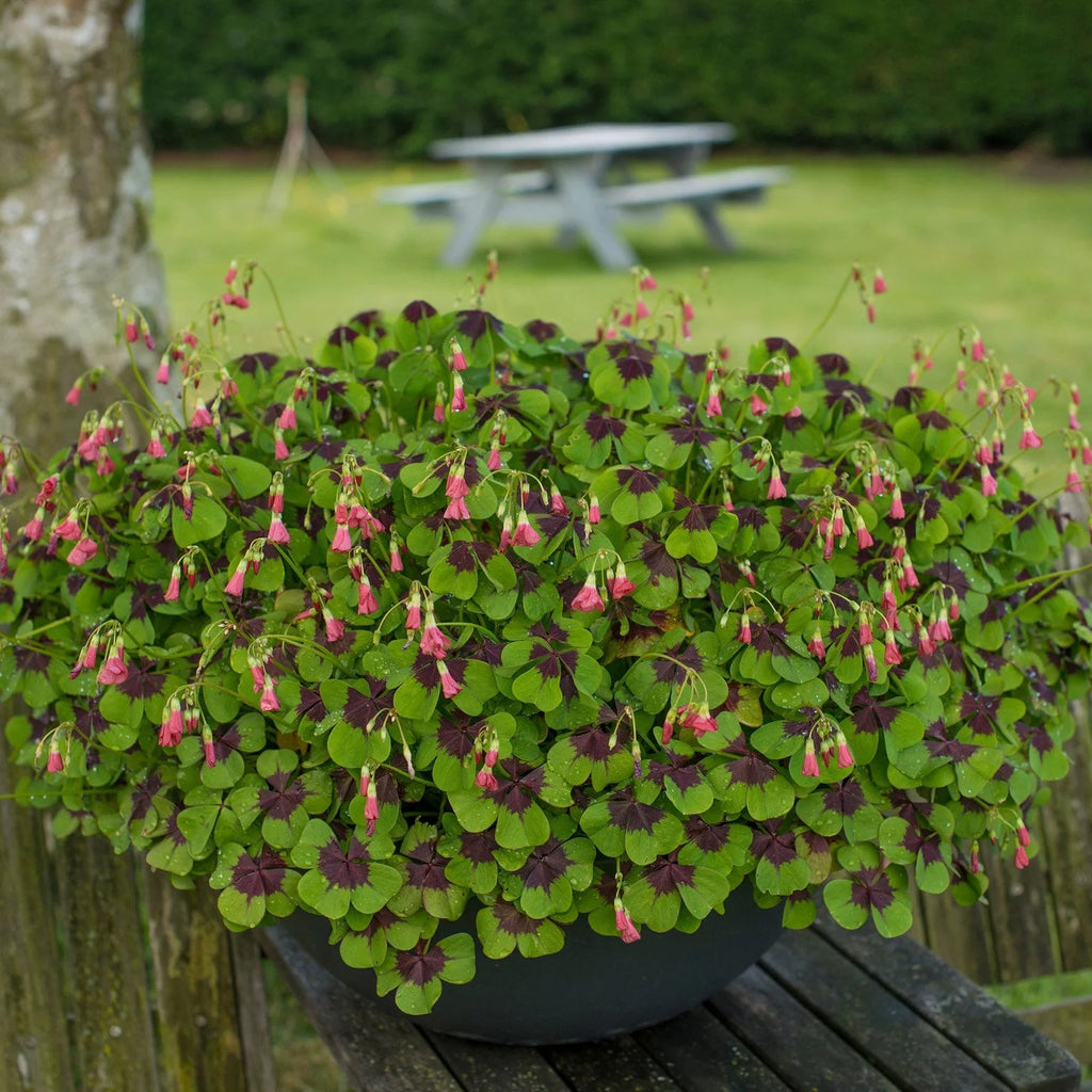 Oxalis Deppei