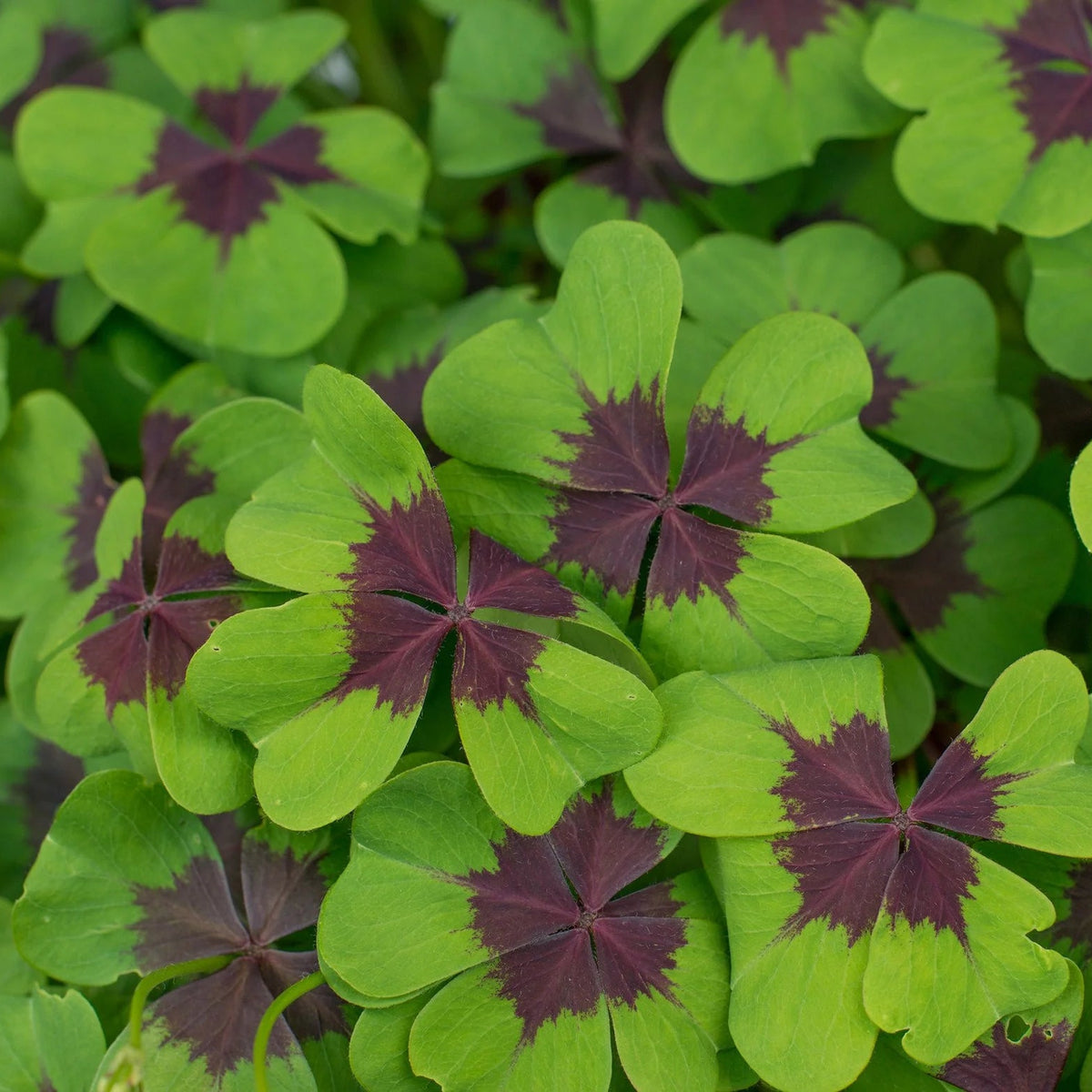 Oxalis Deppei