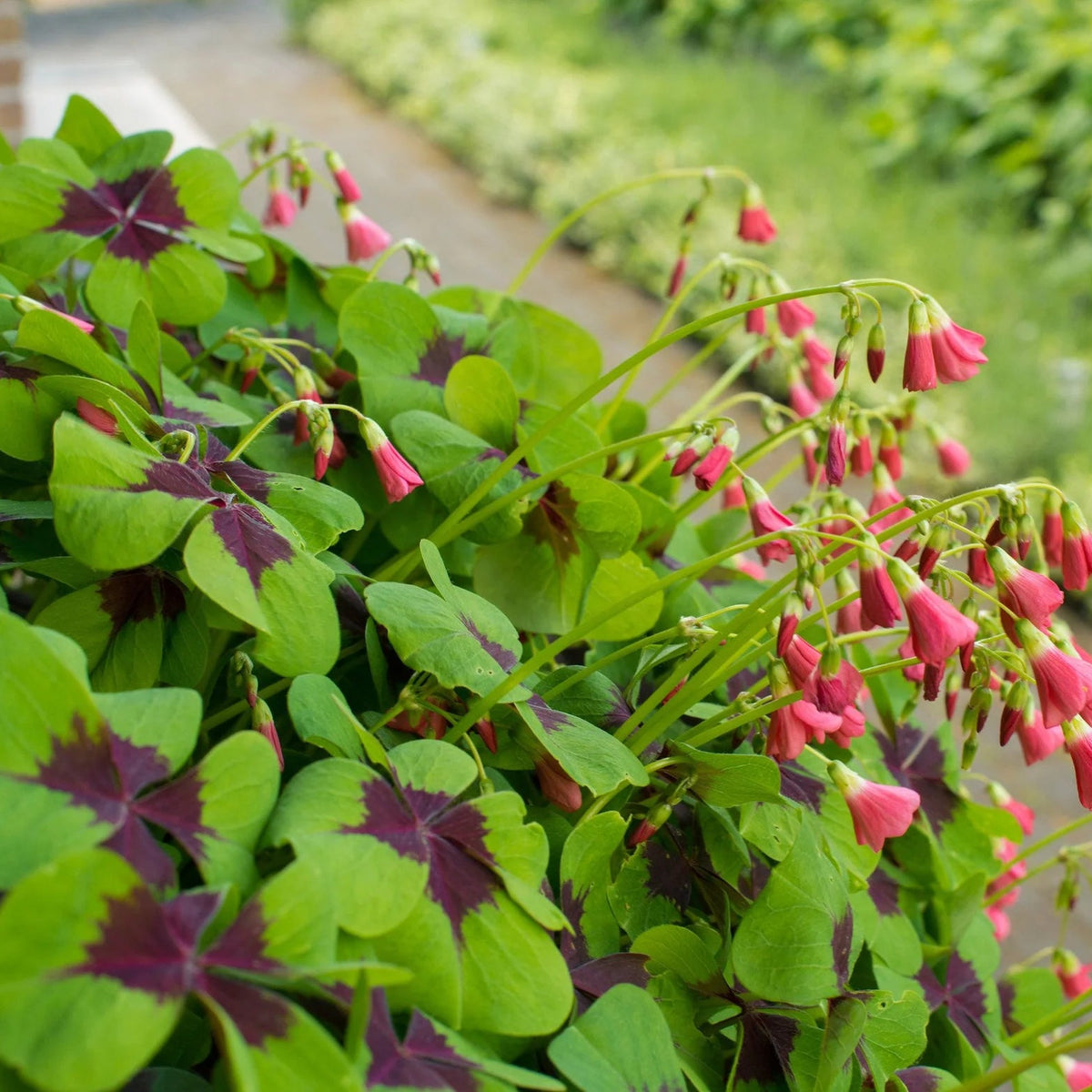 Oxalis Deppei
