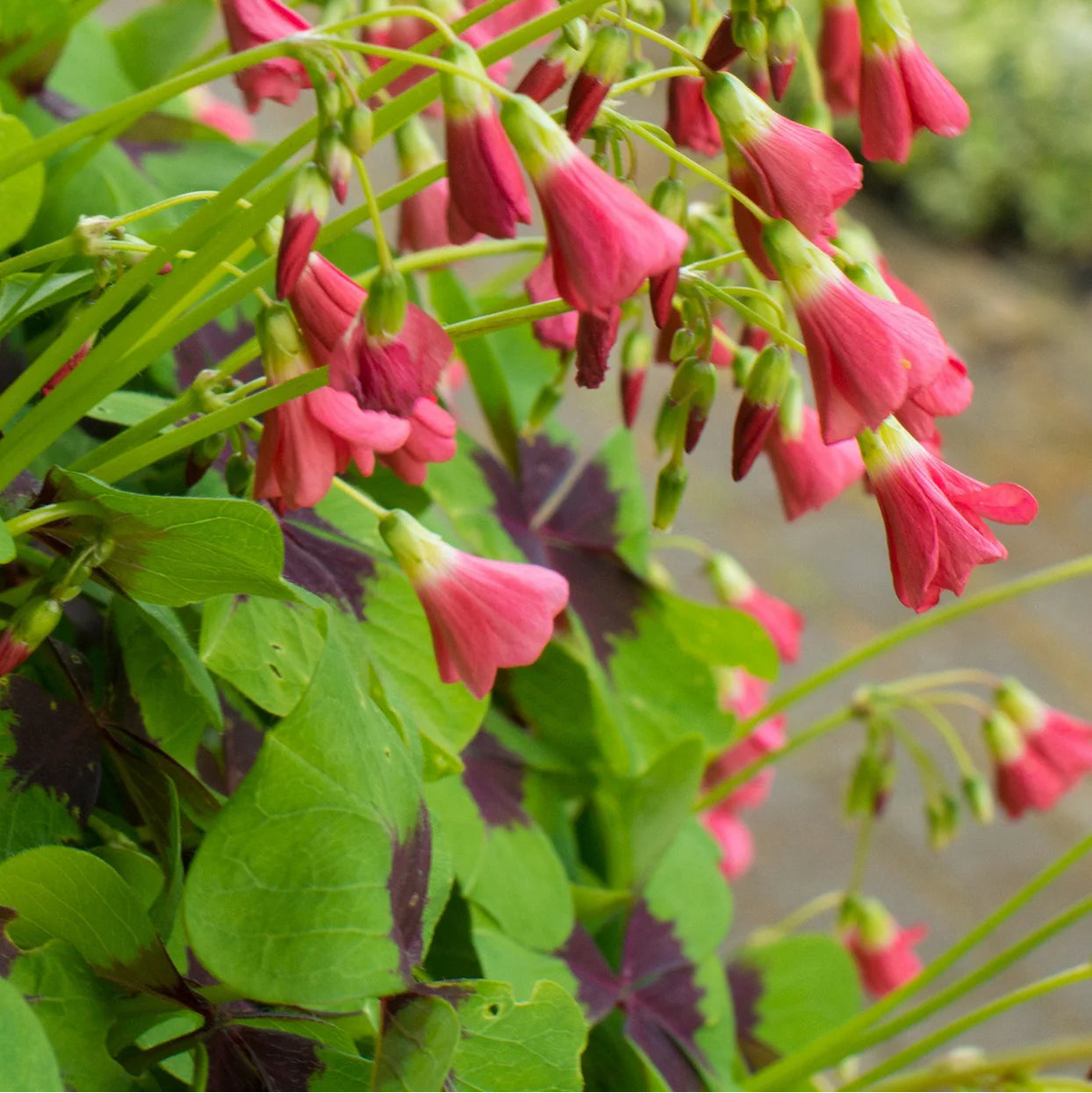Oxalis Deppei