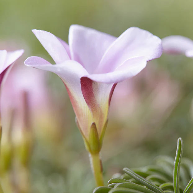 Oxalis 'Autumn Pink'