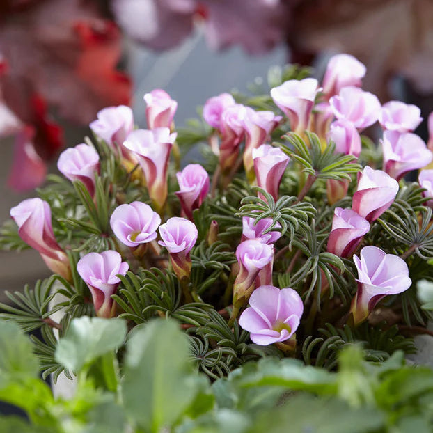 Oxalis 'Autumn Pink'