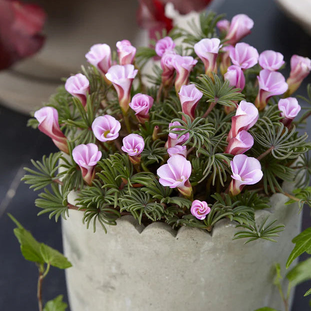 Oxalis 'Autumn Pink'