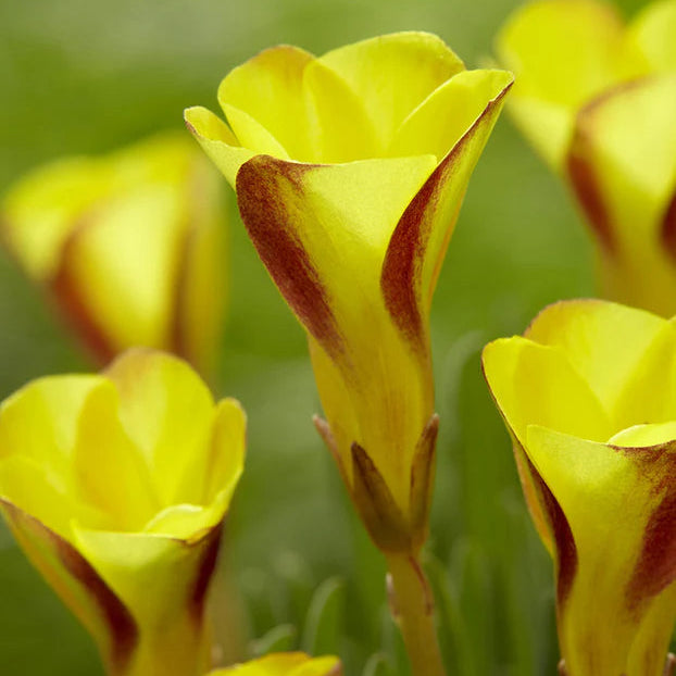 Oxalis versicolor 'Golden Cape'
