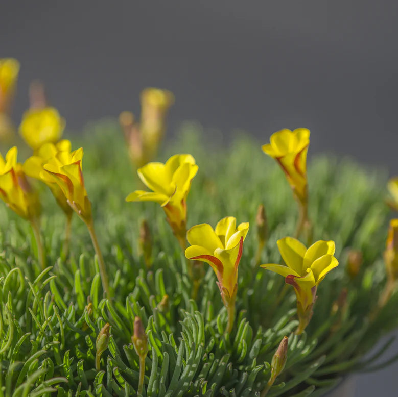 Oxalis versicolor 'Golden Cape'