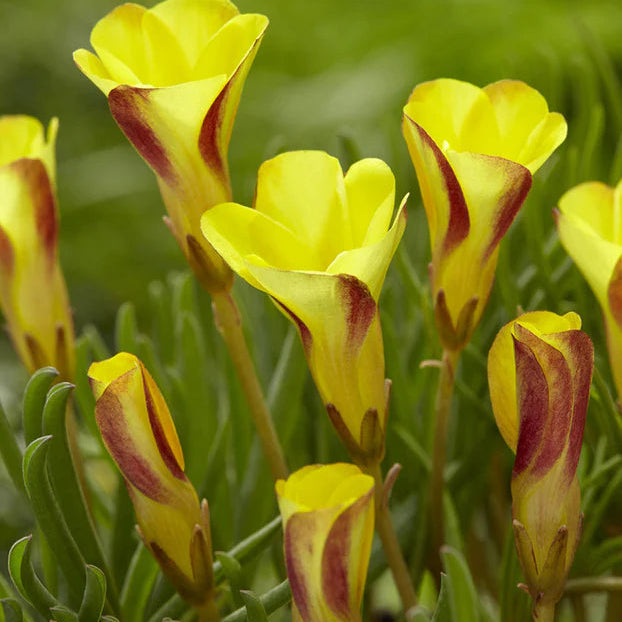 Oxalis versicolor 'Golden Cape'