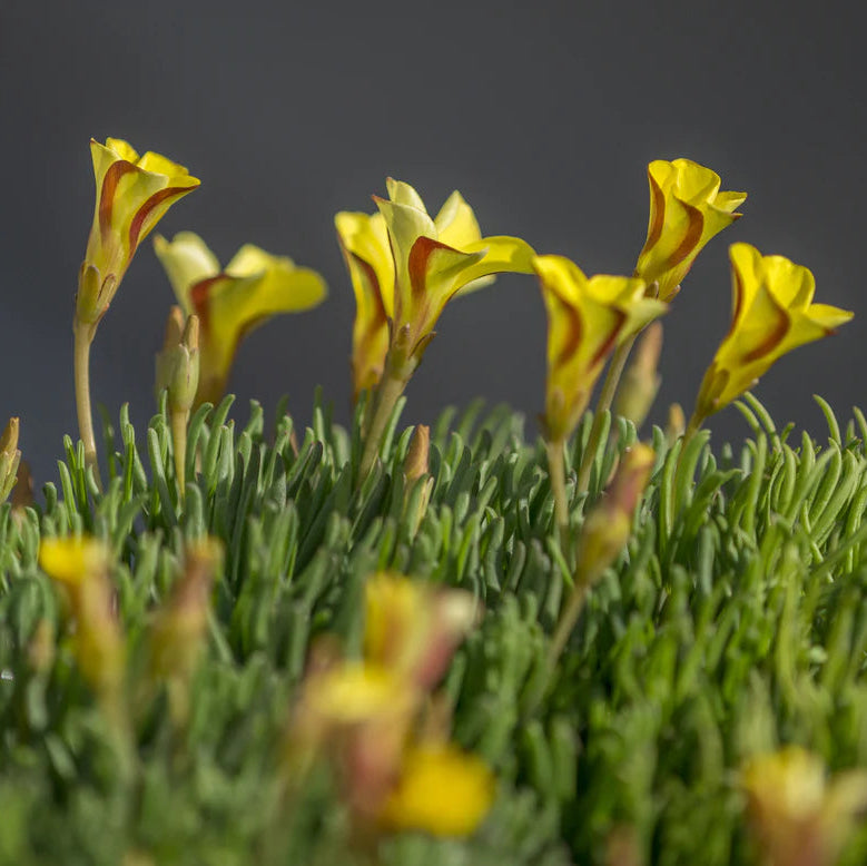 Oxalis versicolor 'Golden Cape'