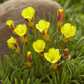 Oxalis 'Golden Cape'