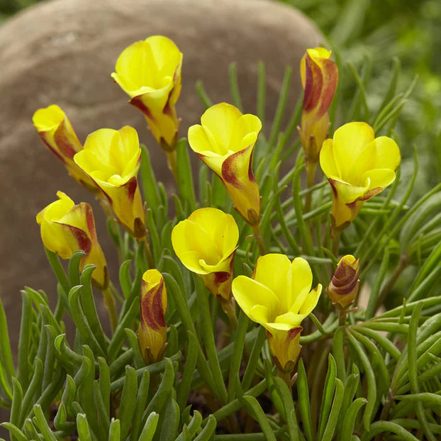 Oxalis 'Golden Cape' Imagen