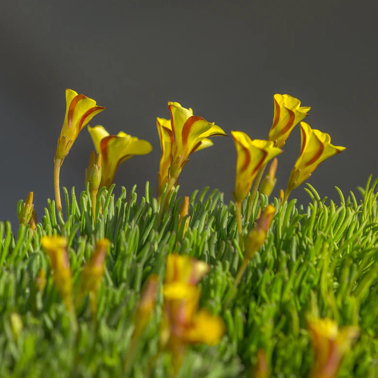 Oxalis versicolor 'Golden Cape'