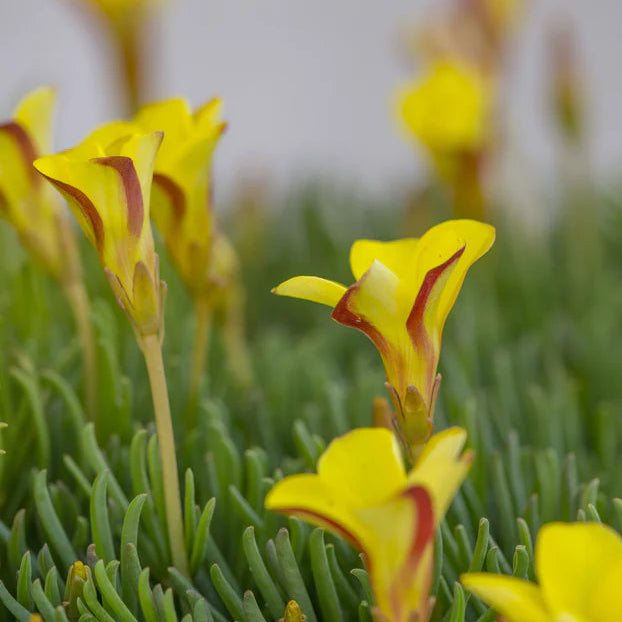 Oxalis versicolor 'Golden Cape'