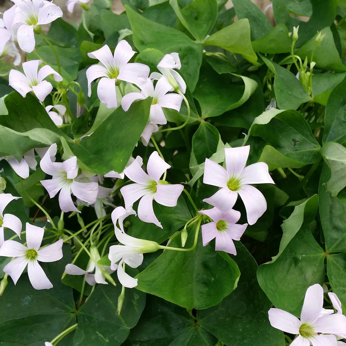 Oxalis regnellii
