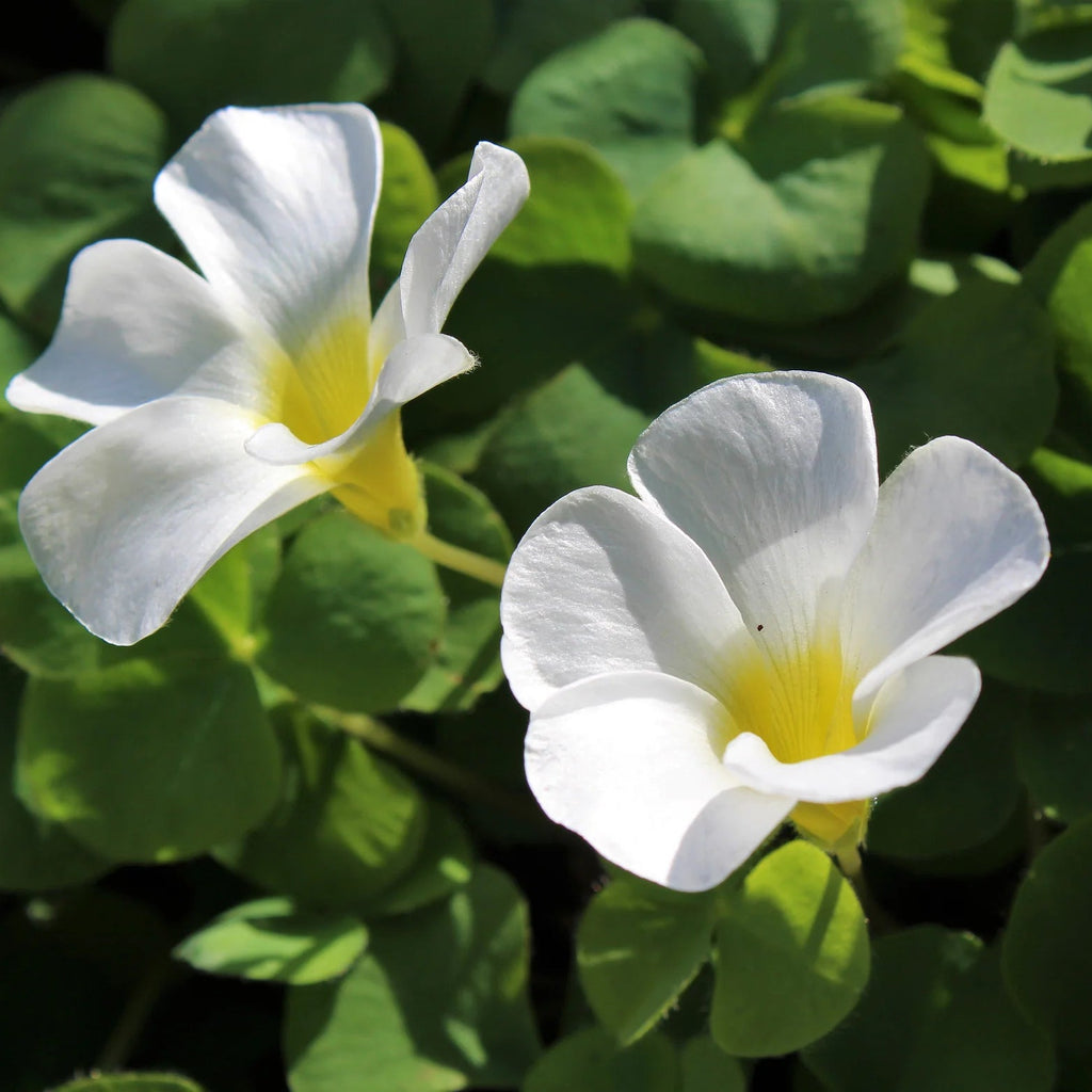 Oxalis regnellii