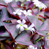Oxalis Triangularis