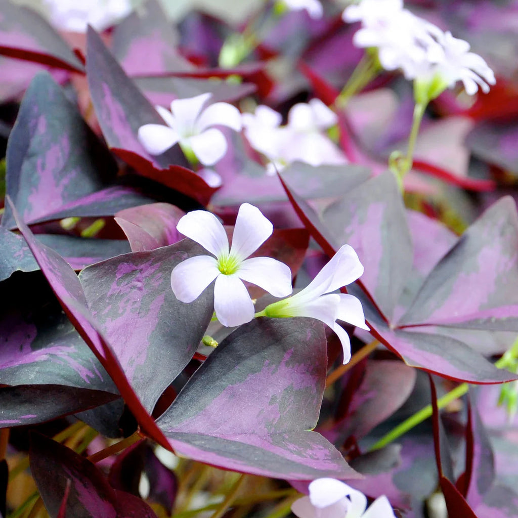 Oxalis Triangularis