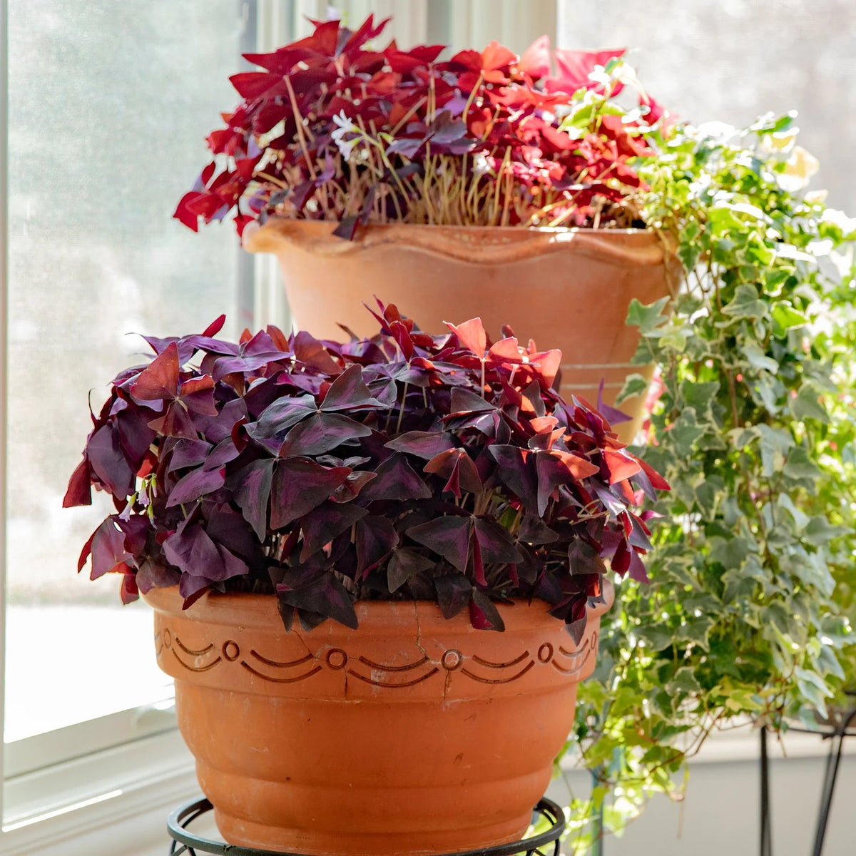 Oxalis Triangularis