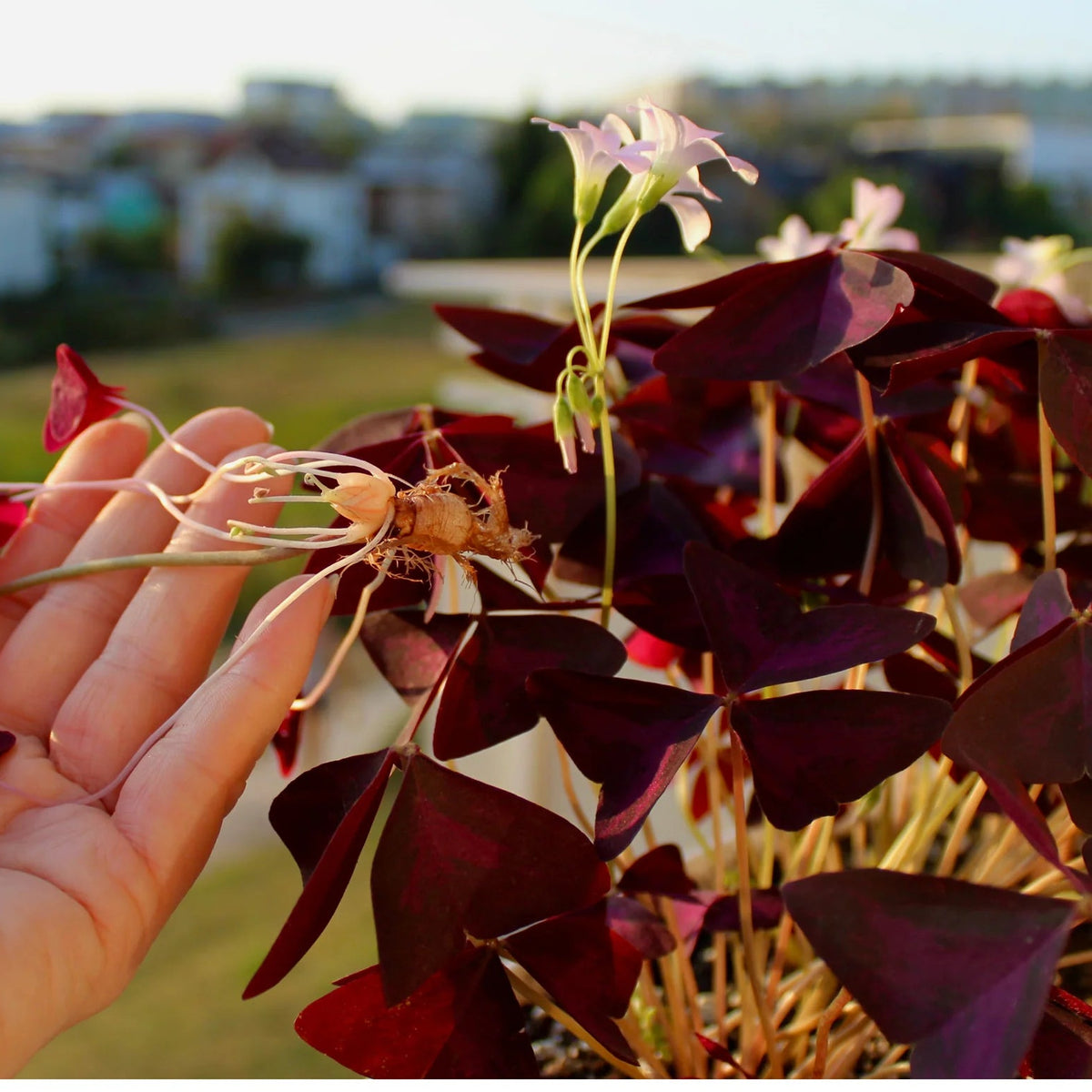 Oxalis Triangularis