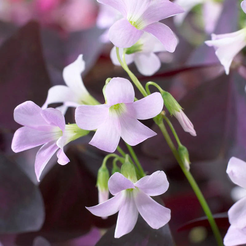 Oxalis Triangularis