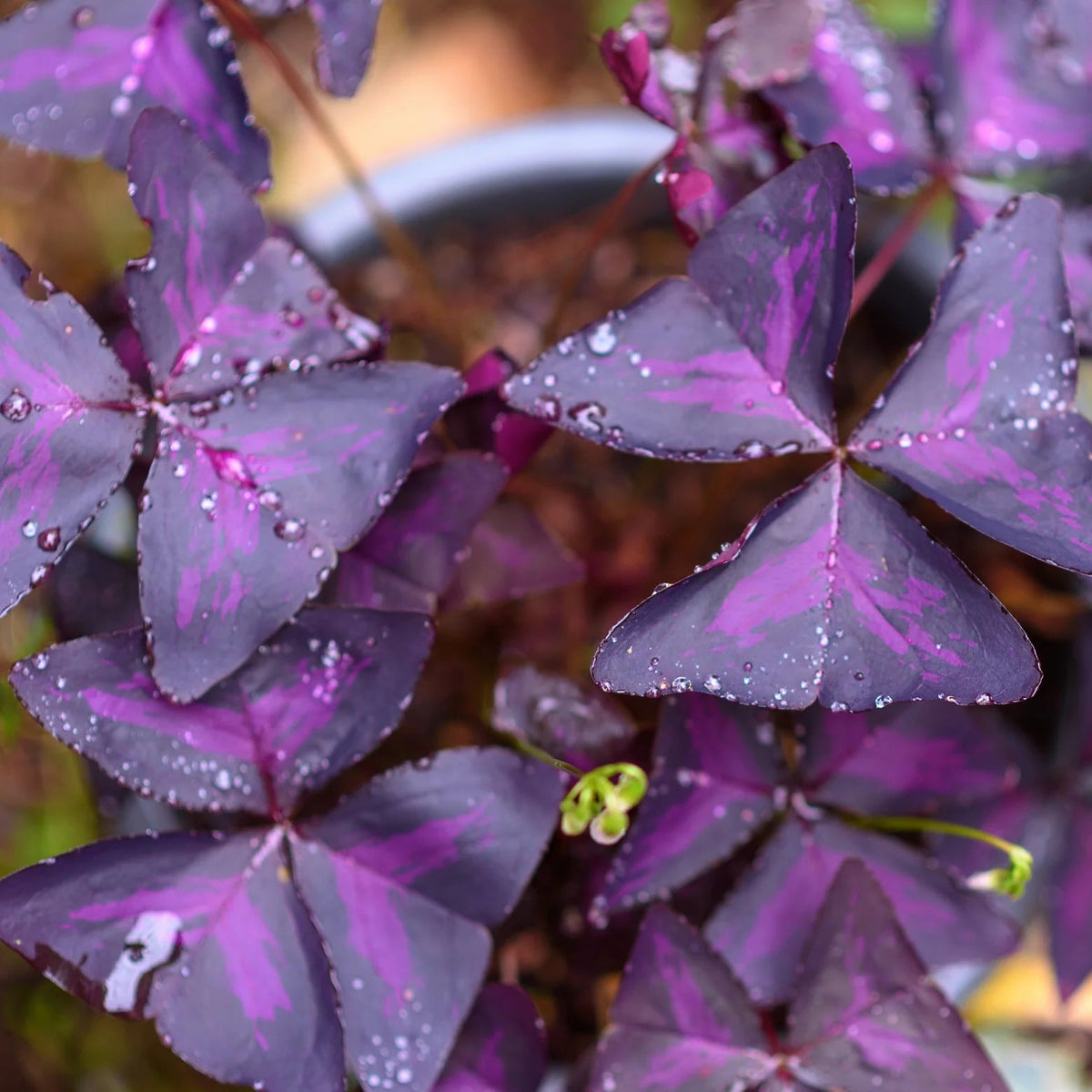 Oxalis Triangularis