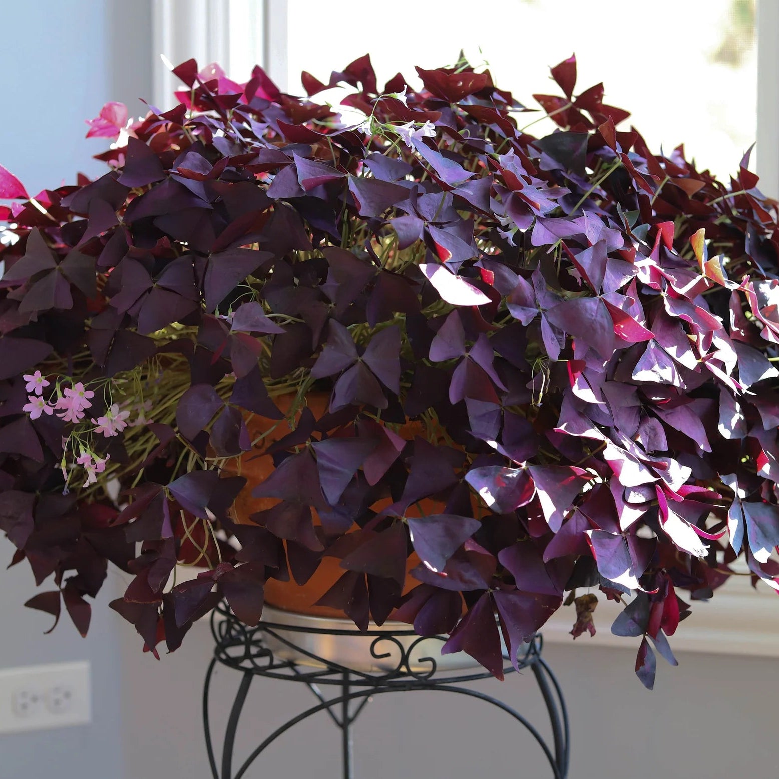 Oxalis Triangularis Imagen