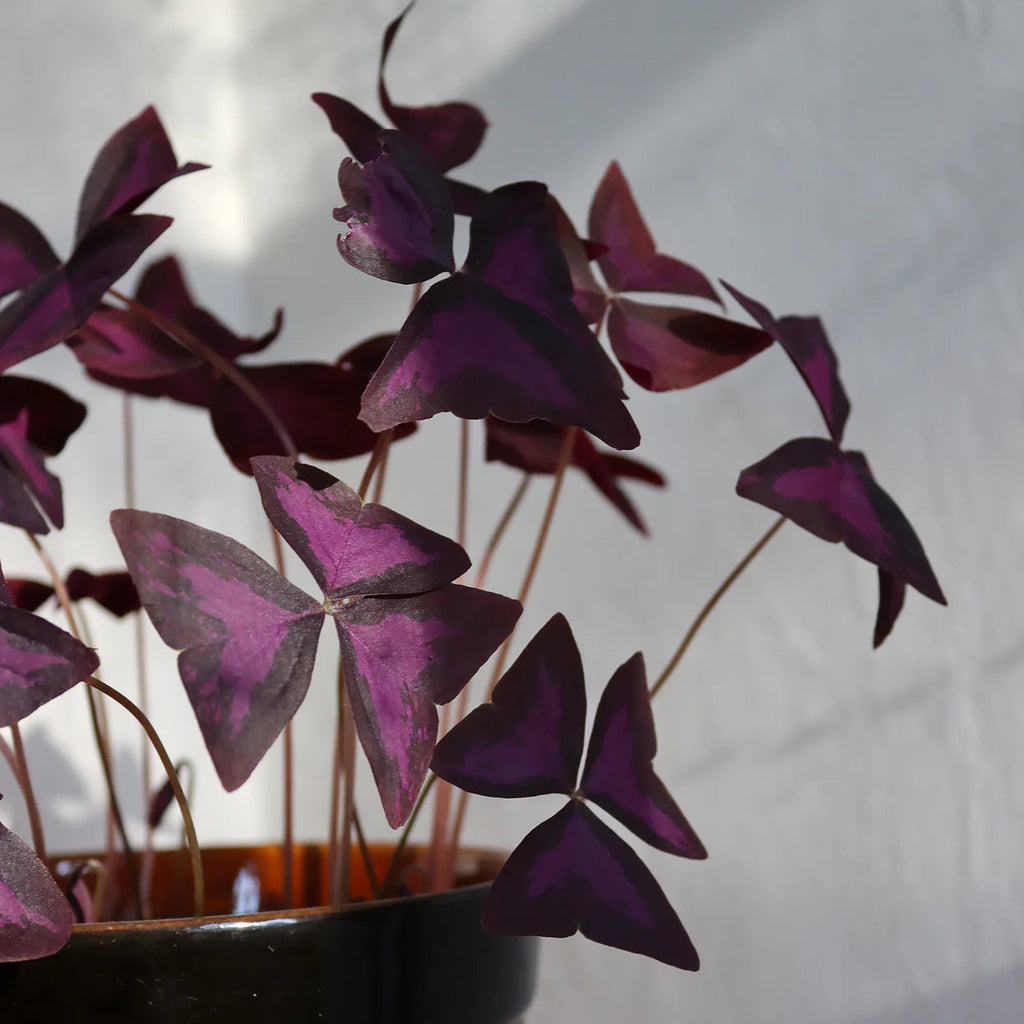 Oxalis Triangularis