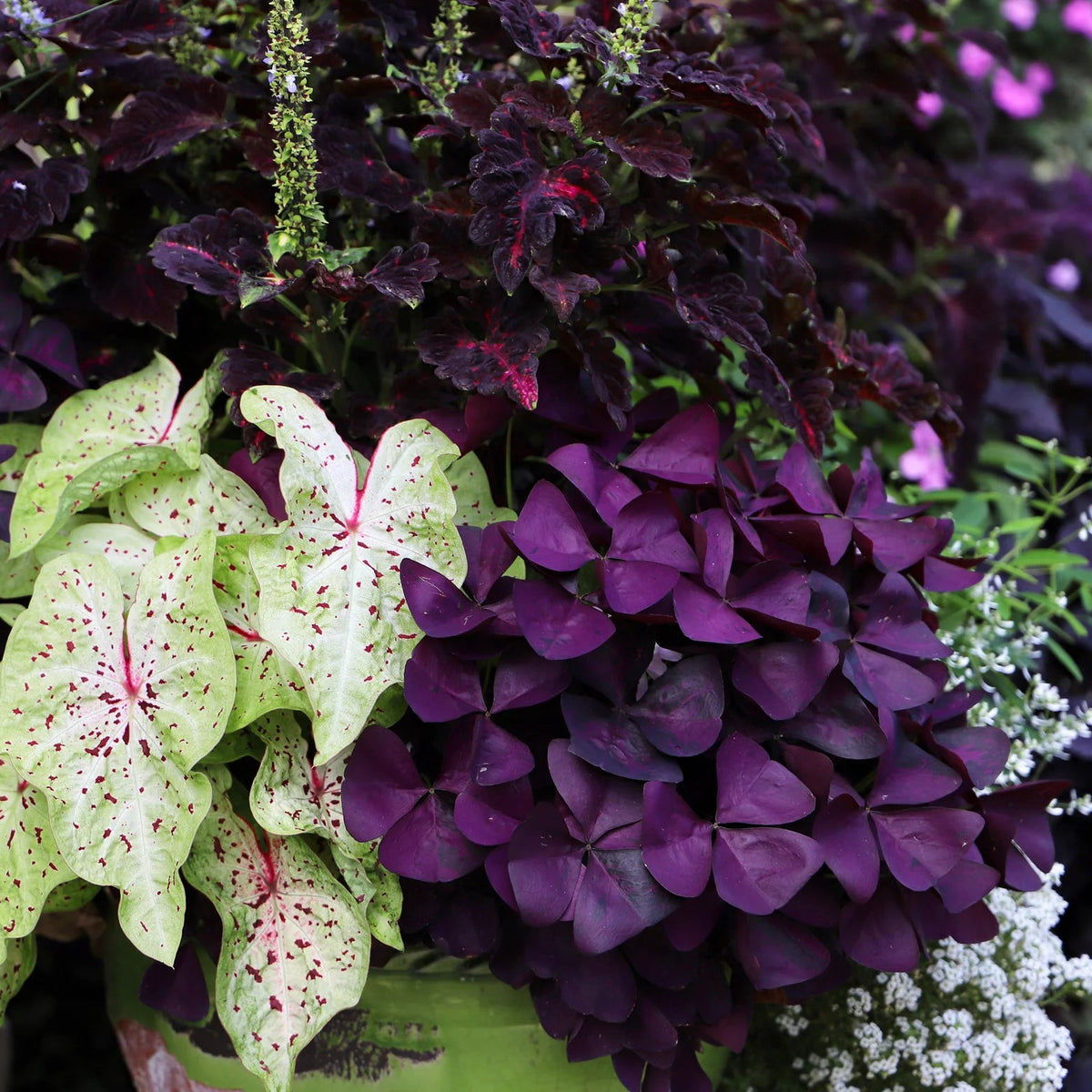 Oxalis Triangularis