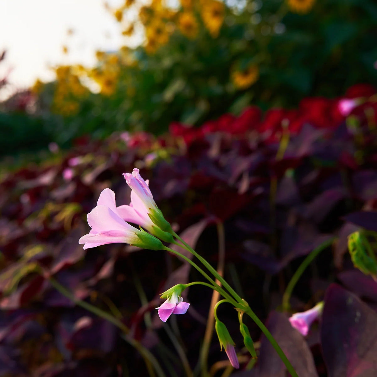 Oxalis Triangularis