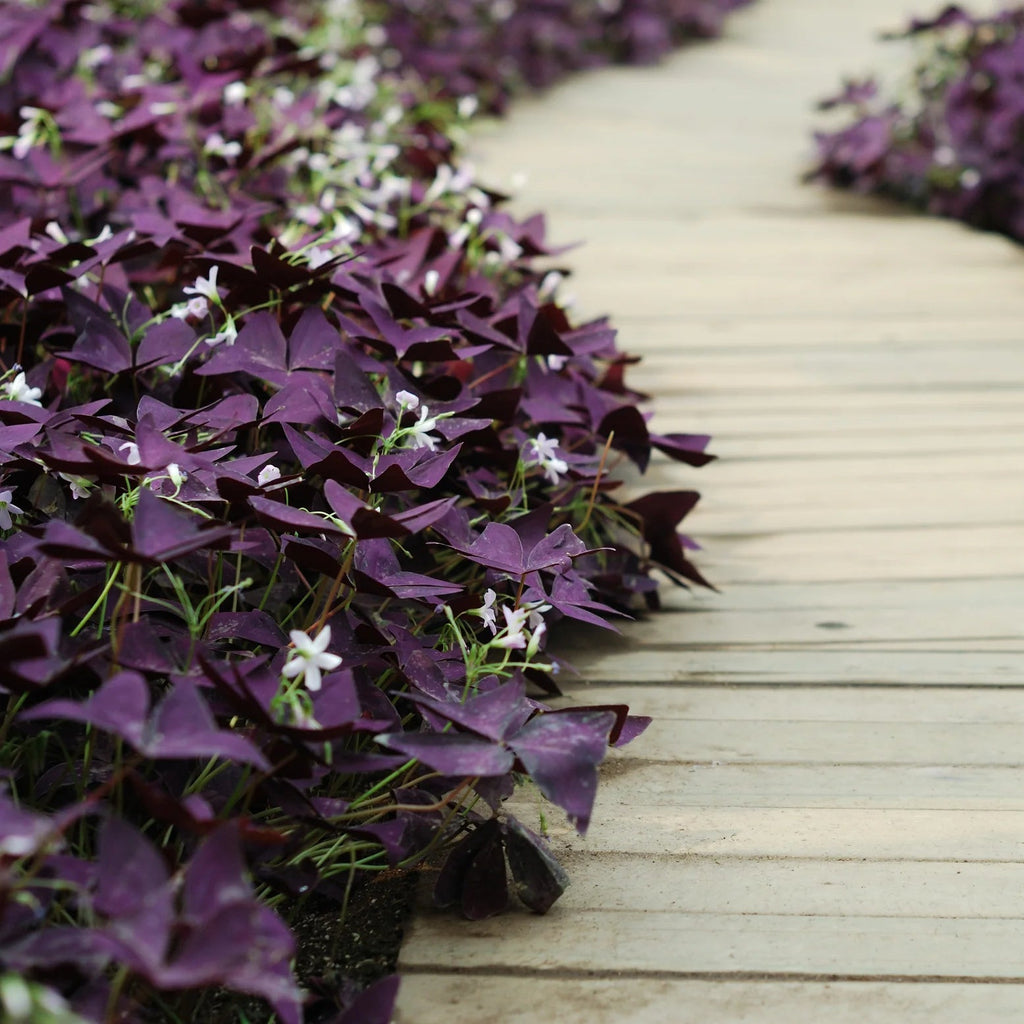 Oxalis Triangularis