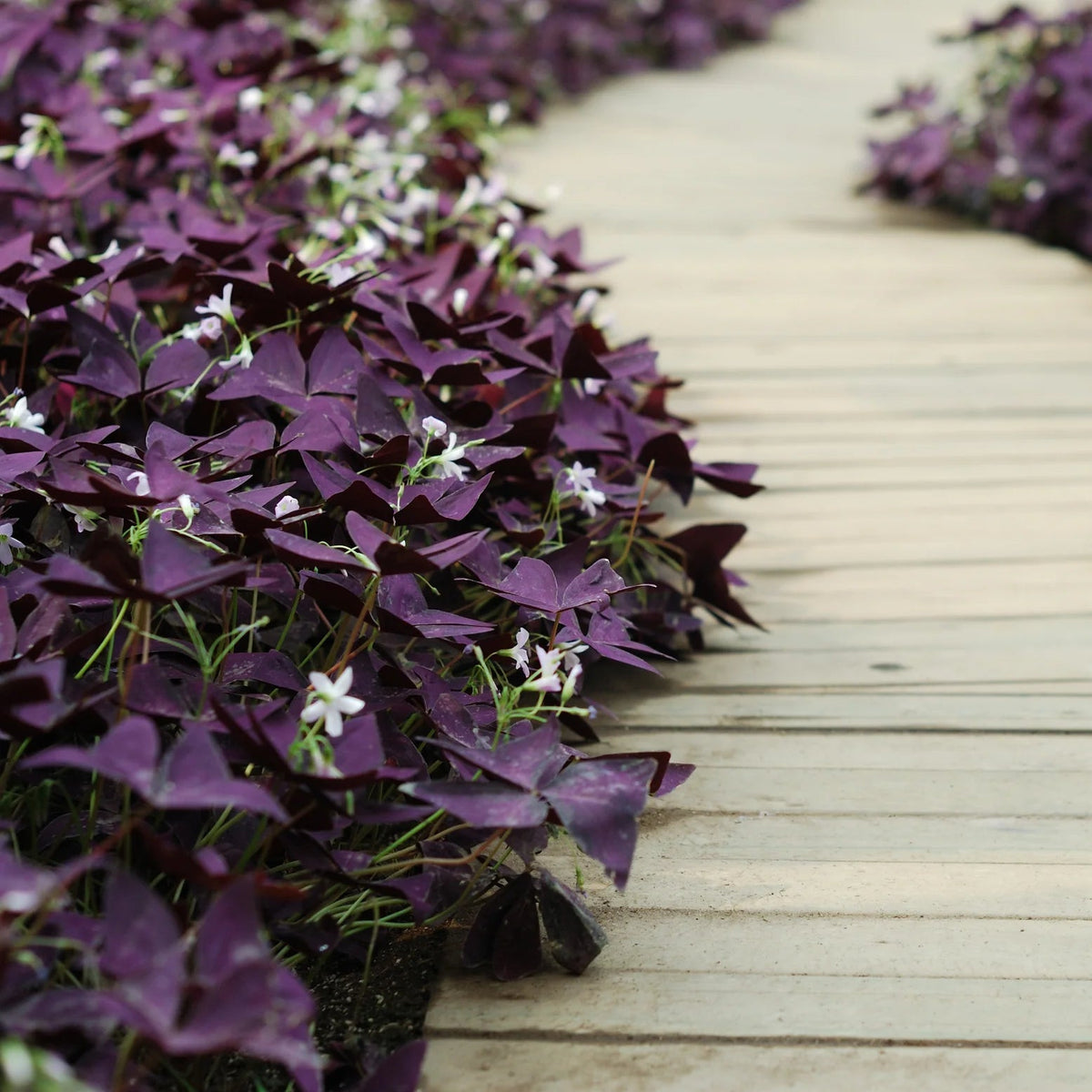 Oxalis Triangularis