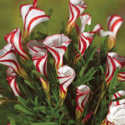 Oxalis versicolor