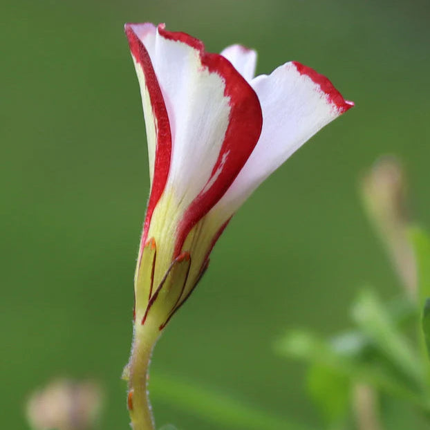 Oxalis versicolor
