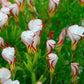 Oxalis versicolor