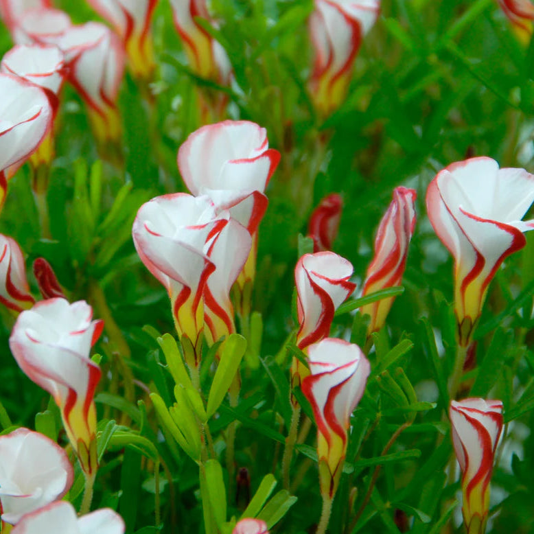 Oxalis versicolor