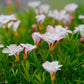 Oxalis versicolor