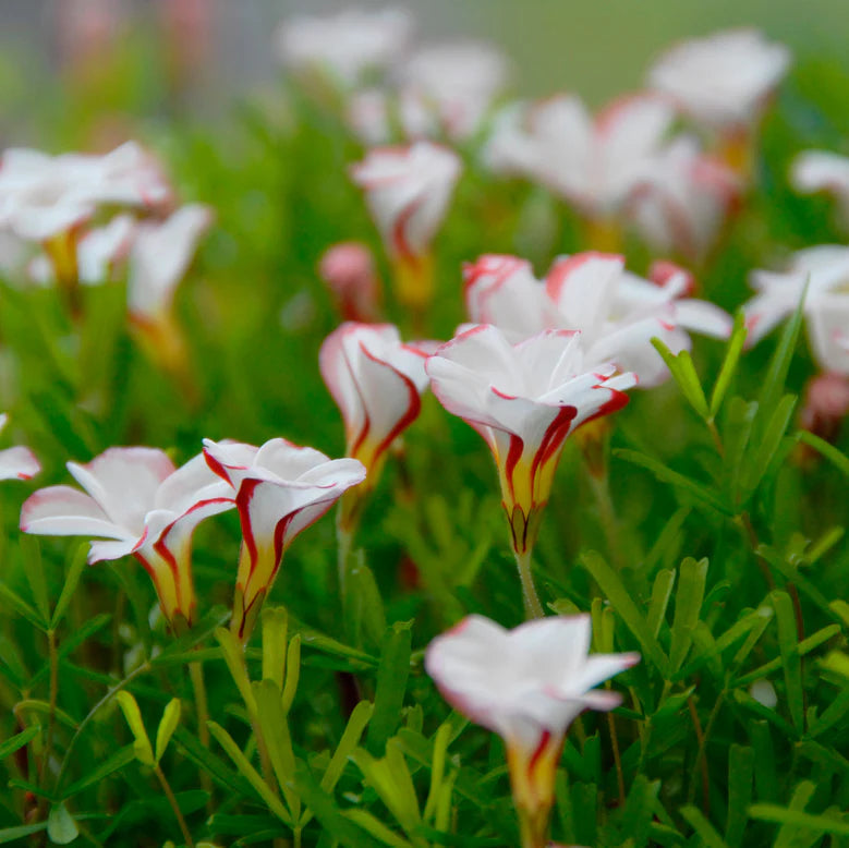 Oxalis versicolor