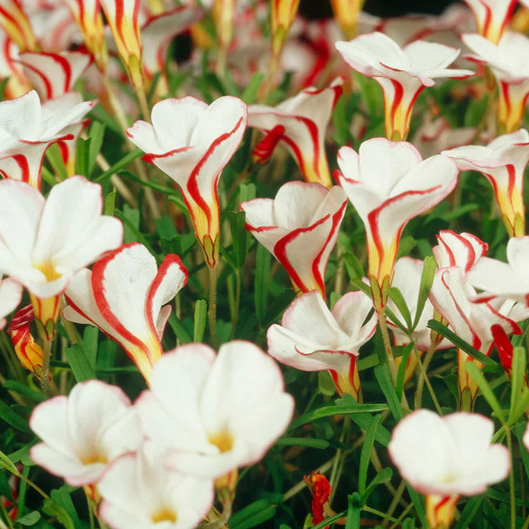 Oxalis versicolor