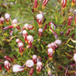 Oxalis versicolor