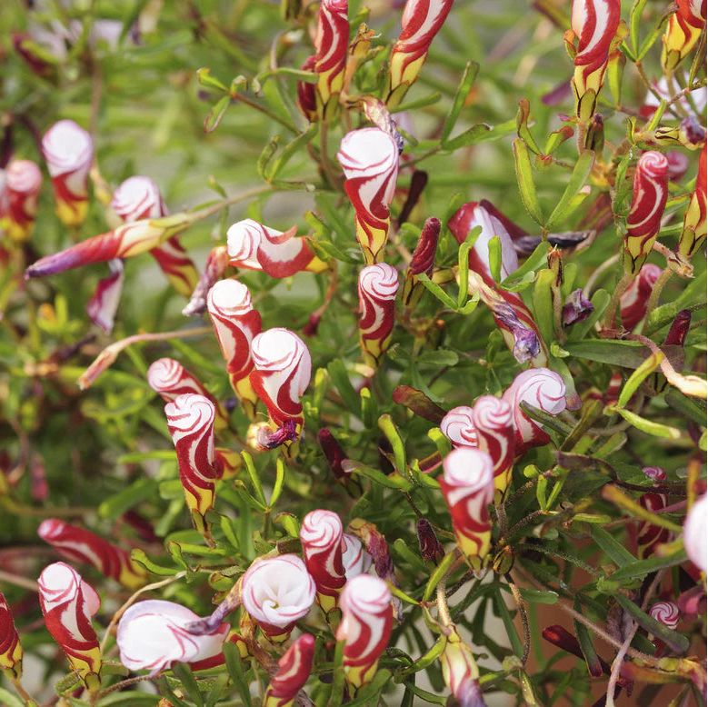 Oxalis versicolor