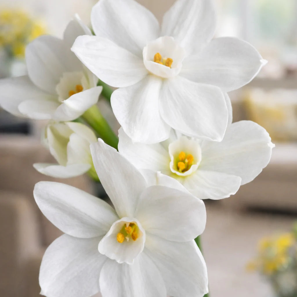 Narcisse 'Paperwhite'
