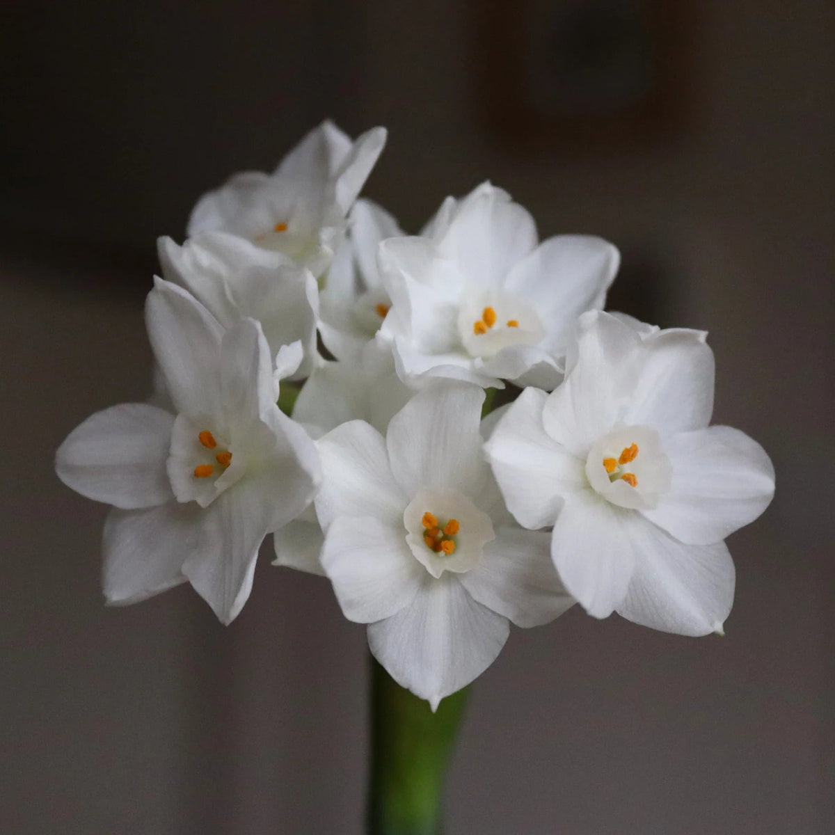 Narcisse 'Paperwhite'