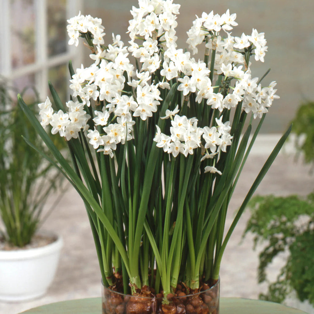 Narcisse 'Paperwhite'