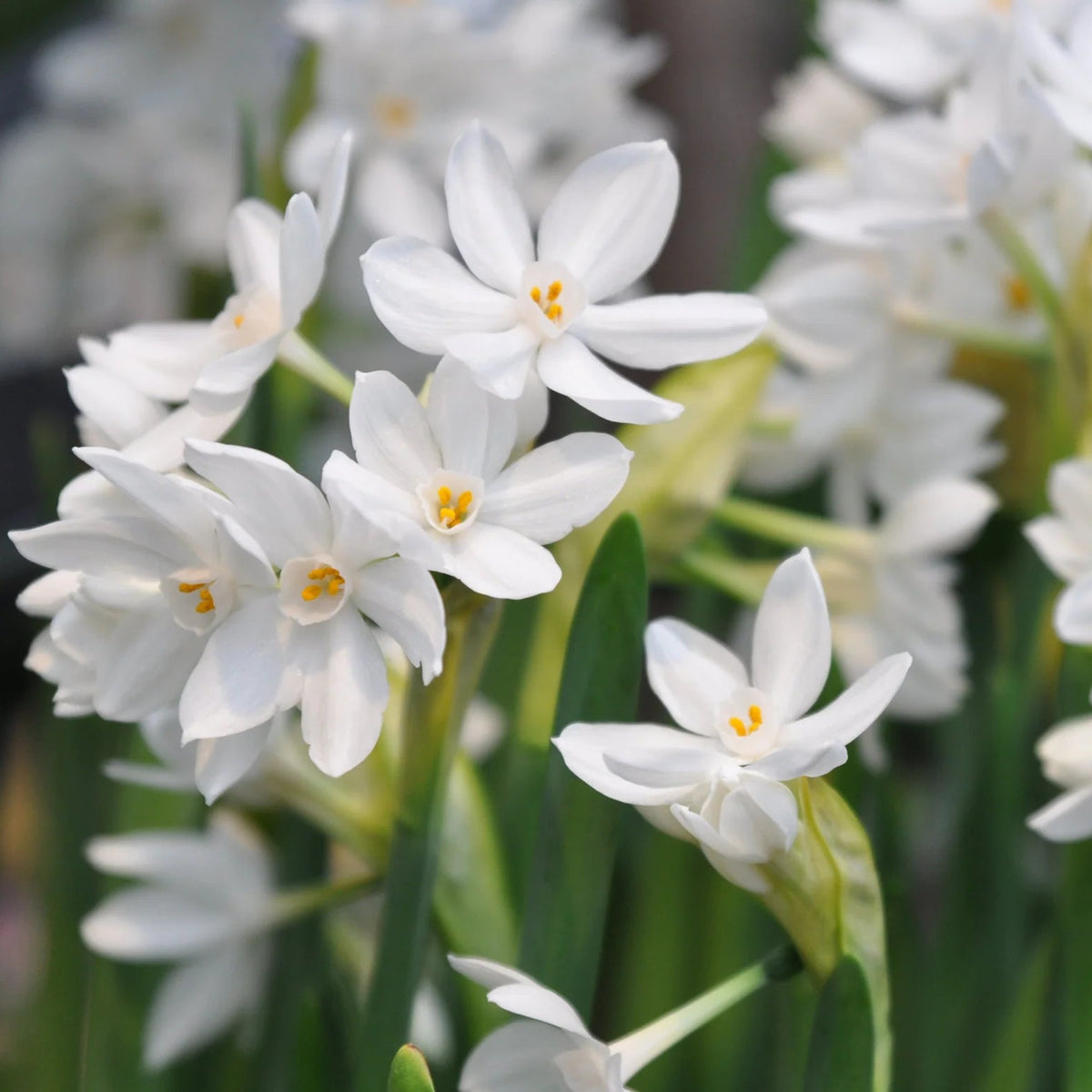 Narcisse 'Paperwhite'