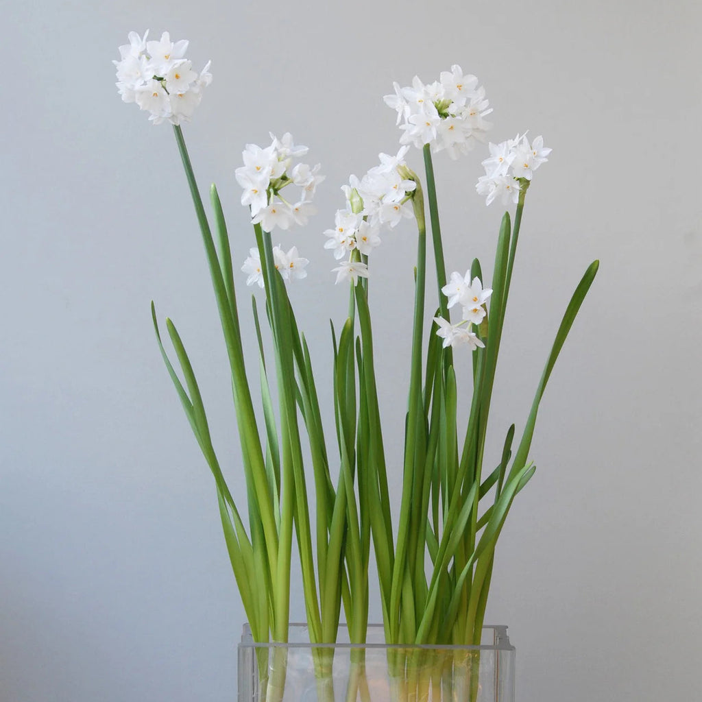 Narcisse 'Paperwhite'