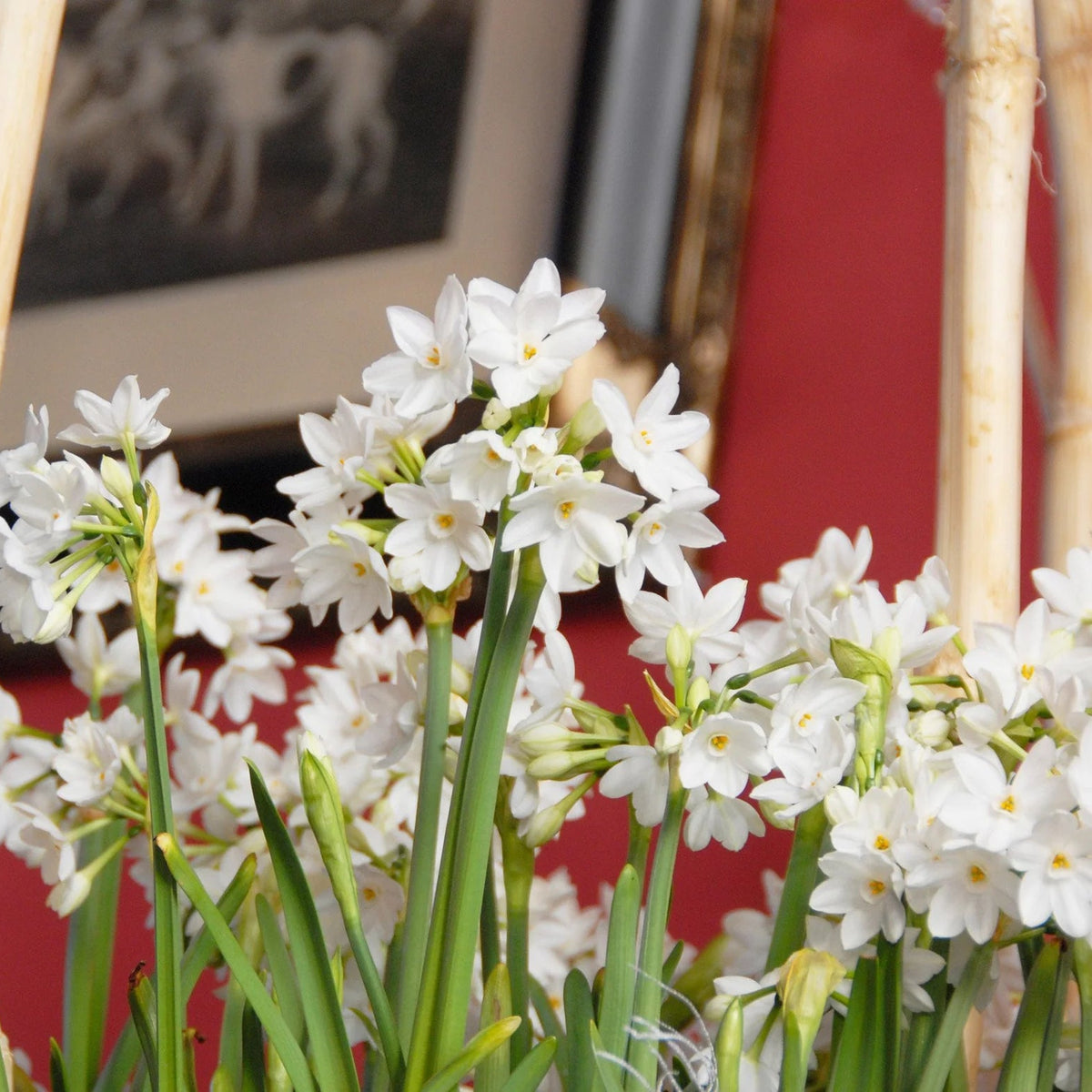 Narcisse 'Paperwhite'