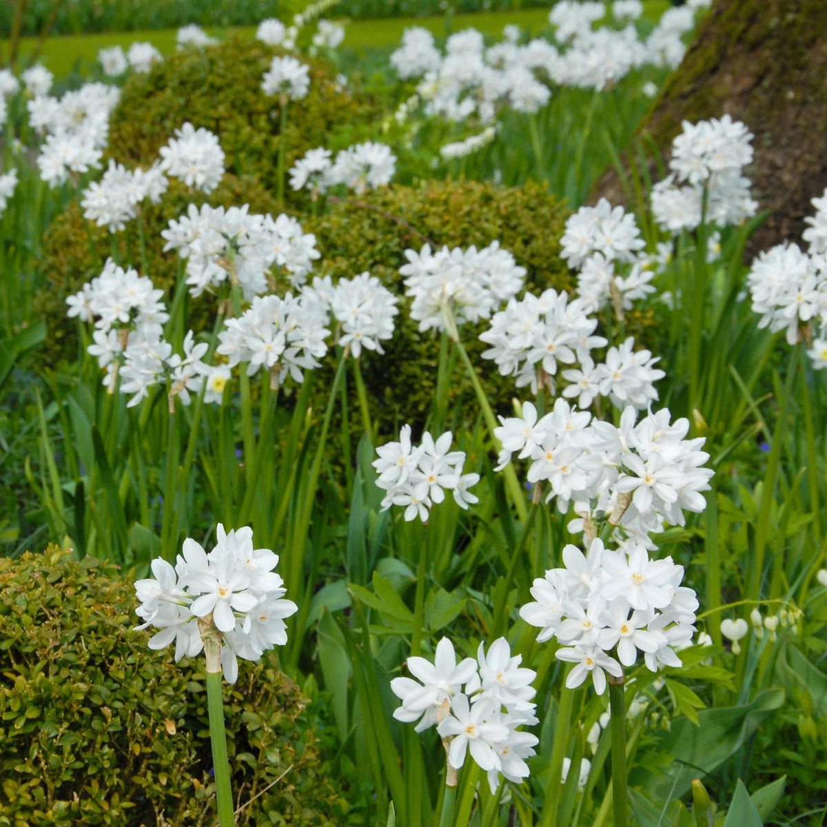 Narcisse 'Paperwhite'